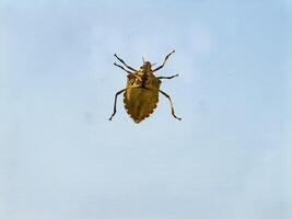 Halyomorpha halys on glass against the sky. View from the inside. Close-up photo
