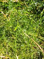 Beautiful shine of water drops in the sun. Drops of dew glow in the sun on the grass photo