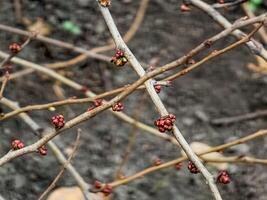 Bright pink beautiful buds Japan Queens lat. Chaenomeles japonica in the garden on the branches of a bush in winter photo