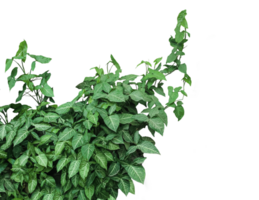 Green Climbing Plant, a syngonium podophyllum plant with leaves on a background, png