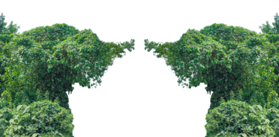 Green Tree Frame, two trees with leaves frame on them, one on top of the other, Symmetrical Green Tree Branches, green tree branch frame with leaves isolated on background png