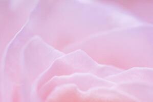 Abstract floral background, pink rose flower petals, soft focus. Macro flowers backdrop photo