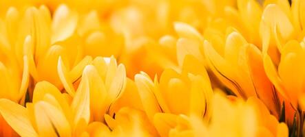 Yellow crocus flowers. Macro floral background for holiday design photo