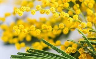 Sprigs of mimosa on a white background. Spring concept photo