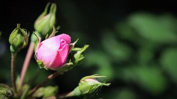 Soft pink rose and buds on dark background. Perfect for greeting cards for birthday, Valentine's Day and Mother's Day photo