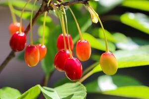 Cherries on a tree branch in the garden photo