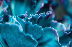 Abstract floral background, blue carnation flower. Macro flowers backdrop for holiday brand design photo
