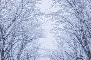 Background of tree branches covered with frost. Landscape of nature with fog and white snow photo