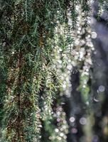 Closeup Blue leaves of evergreen coniferous tree Juniperus communis Horstmann after the rain. Extreme bokeh with light reflection. Macro photography, selective focus, blurred nature background photo