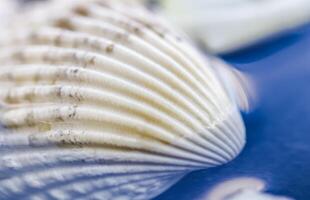 White conch shell on water with reflection photo