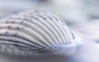 White conch shell on water with reflection photo