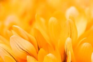 Yellow crocus flowers. Macro floral background for holiday design photo