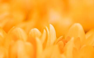 Yellow crocus flowers. Macro floral background for holiday design photo
