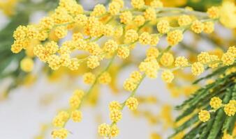 Sprigs of mimosa on a white background. Spring concept photo