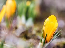 Spring is coming. The first yellow crocuses in my garden on a sunny day photo