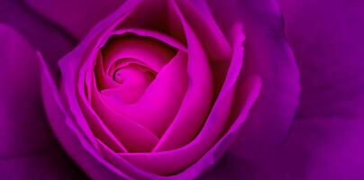 Abstract floral background, purple rose flower petals. Macro flowers backdrop for holiday design. Soft focus photo