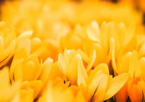 Yellow crocus flowers. Macro floral background for holiday design photo