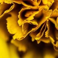 Abstract floral background, yellow carnation flower petals. Macro flowers backdrop for holiday brand design photo