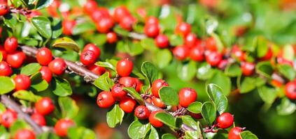 Many red fruits on the branches of a cotoneaster horizontalis bush in the garden in autumn photo
