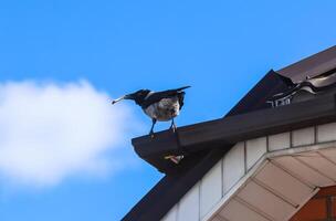 Magpie with a bone in its beak on the roof of the house against a blue sky with white cloud photo