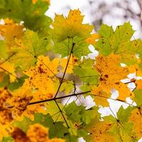 Bright colorful autumn leaves on the maple in sunny day photo