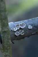 a branch with some white fungus on it photo
