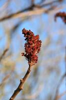 a close up of a tree branch with red flowers photo