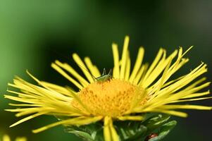 green grasshopper on a yellow flower photo