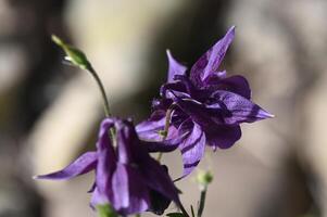 a purple flower blooms in front of a rock photo