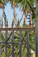 a fence with iron spikes and palm trees photo