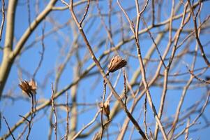 a tree with bare branches and leaves against a blue sky photo