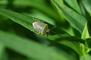a green bug sitting on top of a green leaf photo