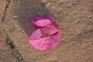 a single pink flower laying on the ground photo