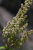 white buds of an ornamental park shrub photo