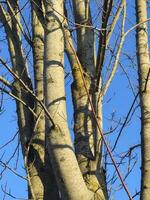 a tree with no leaves and no branches photo
