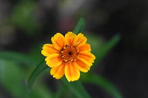 a single yellow flower with a green background photo