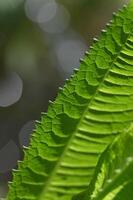 a close up of a green leaf with a blurry background photo