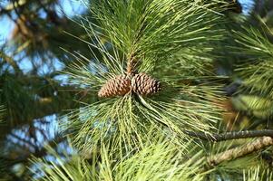 a pine cone is hanging from a pine tree photo