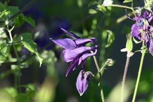a purple flower blooming in the sun photo