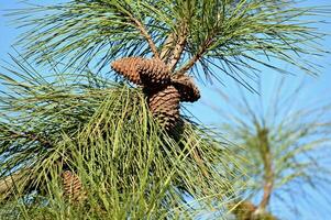 a pine tree with cones on it photo