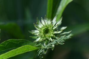 green bud of the medicinal plant echinacea photo