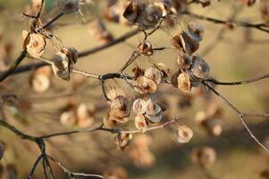 a tree with dried seeds on it photo