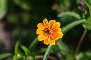a single orange flower is in the middle of a green field photo