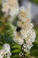 A bee collects honey from the flowers of an ornamental white shrub. photo