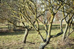 a group of trees with yellow moss growing on them photo