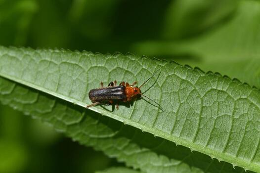 a bug with orange and black stripes on its back photo