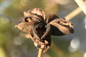 a dried flower bud on a tree branch photo