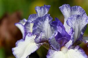 hybrid white-blue iris flower - macro photography photo