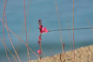a pink flower is growing in the grass near the ocean photo