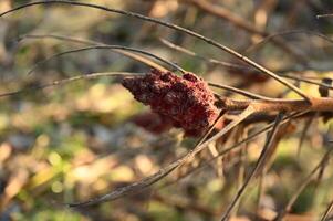 a plant with a red flower on it photo